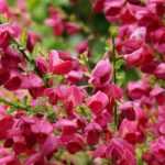 ¿Cómo elegir un Genêt?