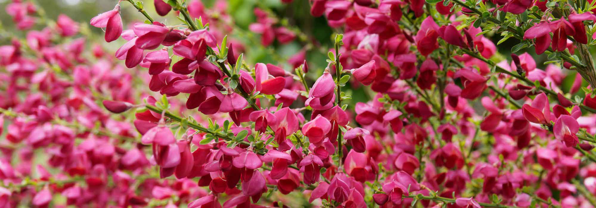 ¿Cómo elegir un Genêt?