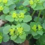 El Chrysosplenium o Hepatica dorada: plantación, cultivo, cuidados