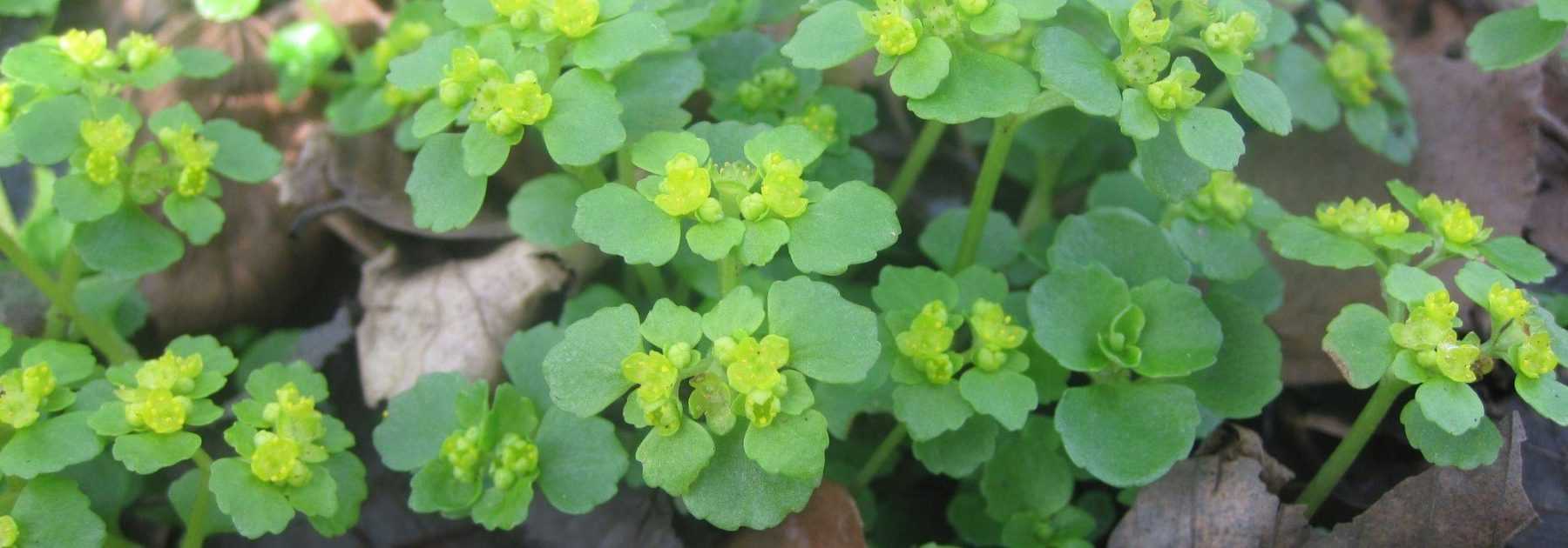 El Chrysosplenium o Hepatica dorada: plantación, cultivo, cuidados