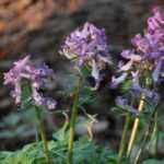 Corydalis bulbosas: plantación, cultivo y cuidados