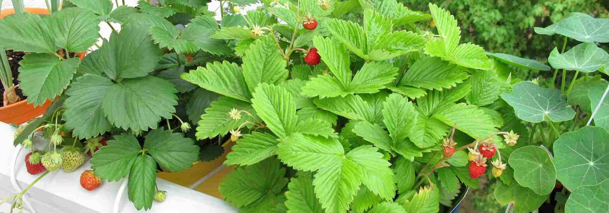 Cultivar fresas en el balcón