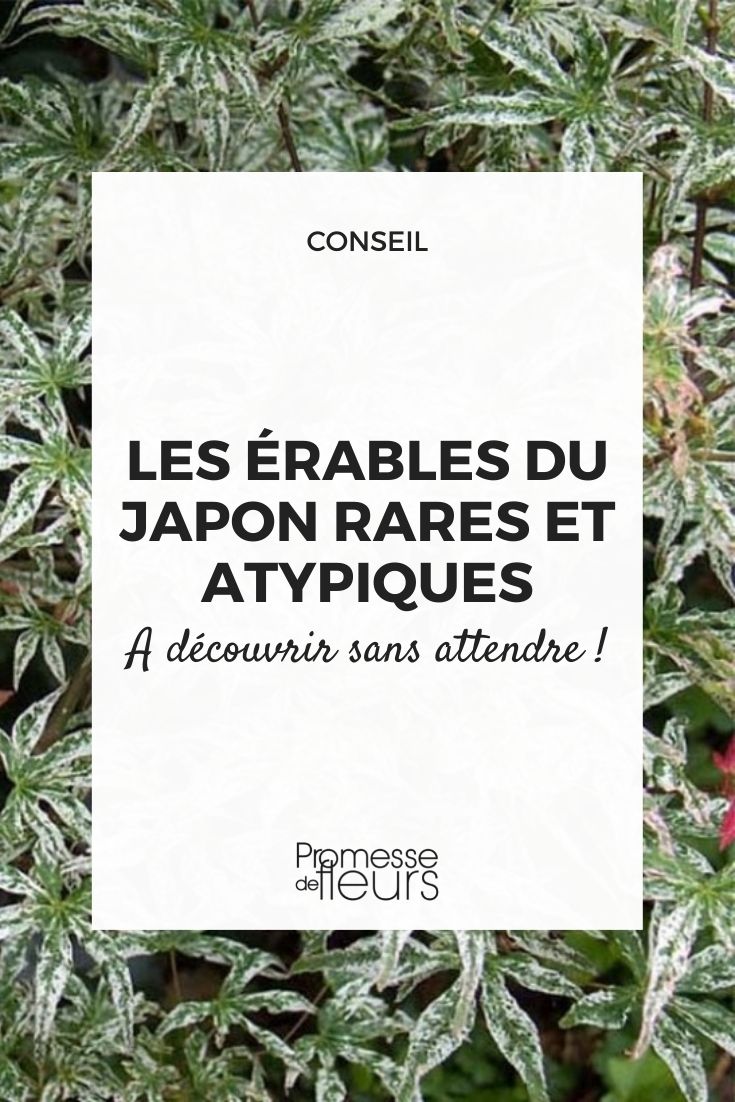 arces japoneses raros y atípicos
