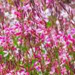 7 plantas en flor todo el verano