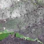 La fumagina, ¿qué es?