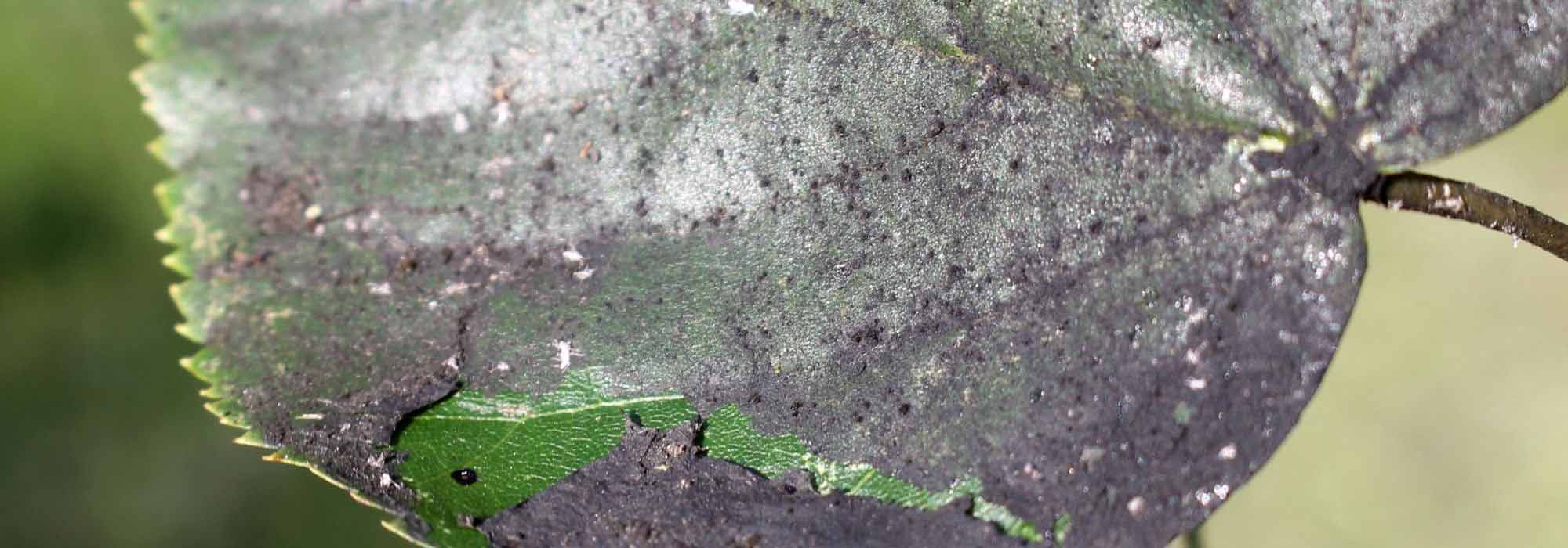 La fumagina, ¿qué es?