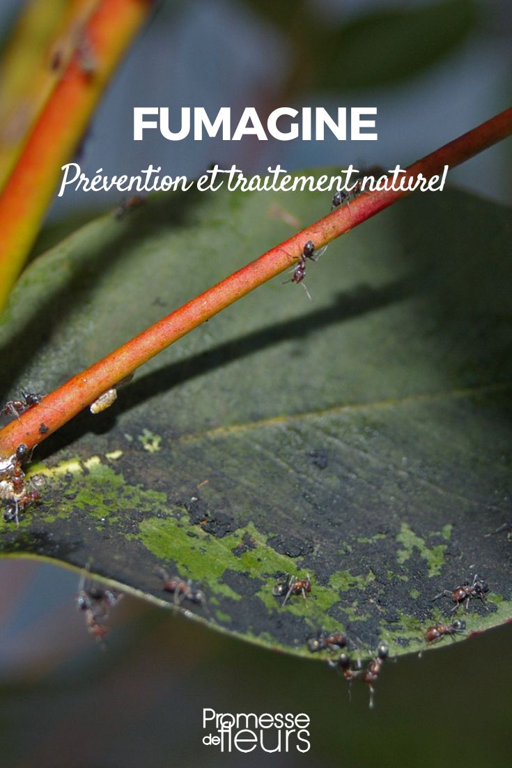 fumagina: identificación, prevención y tratamiento natural