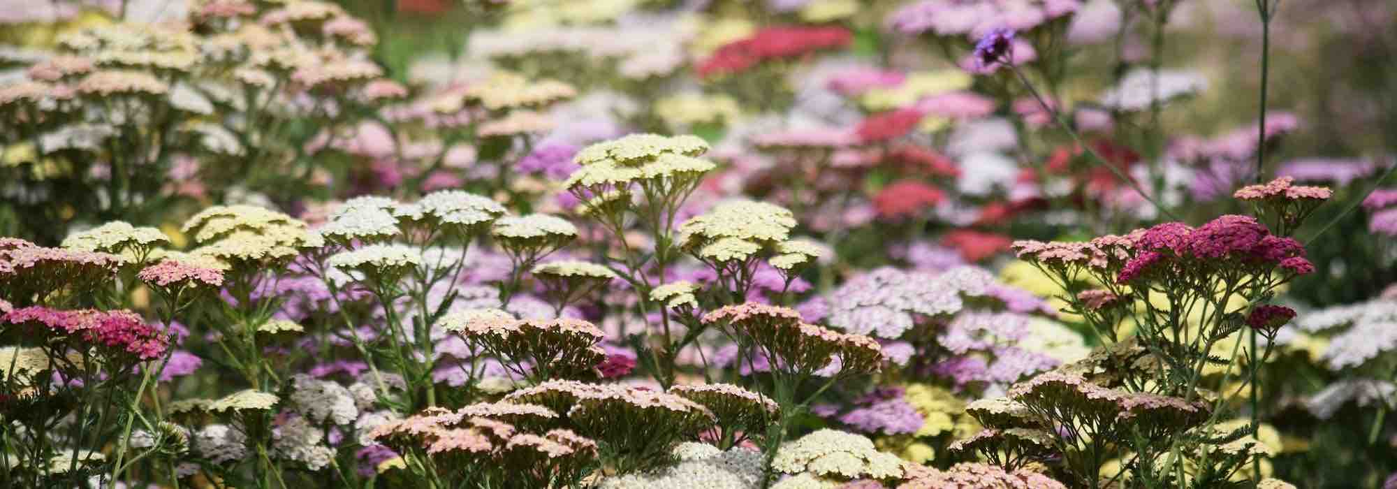 Las más bonitas aquileas