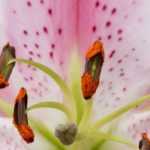 6 bulbos de verano con flores perfumadas