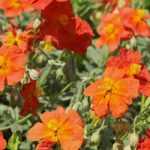 Heliántemos: las variedades más bonitas