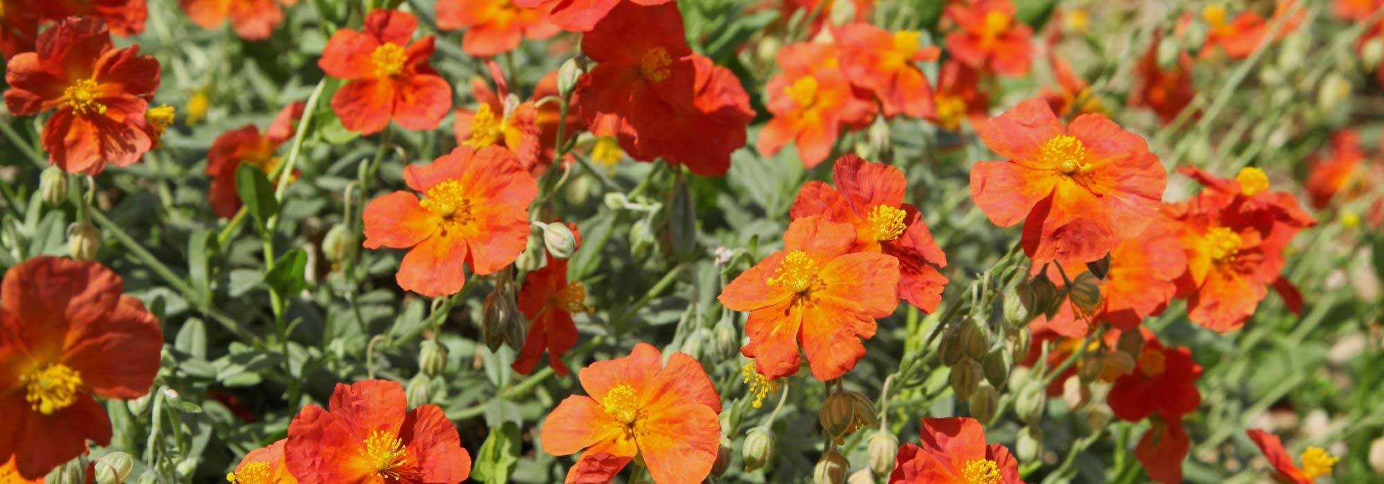 Heliántemos: las variedades más bonitas