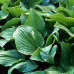Hostas: valores seguros