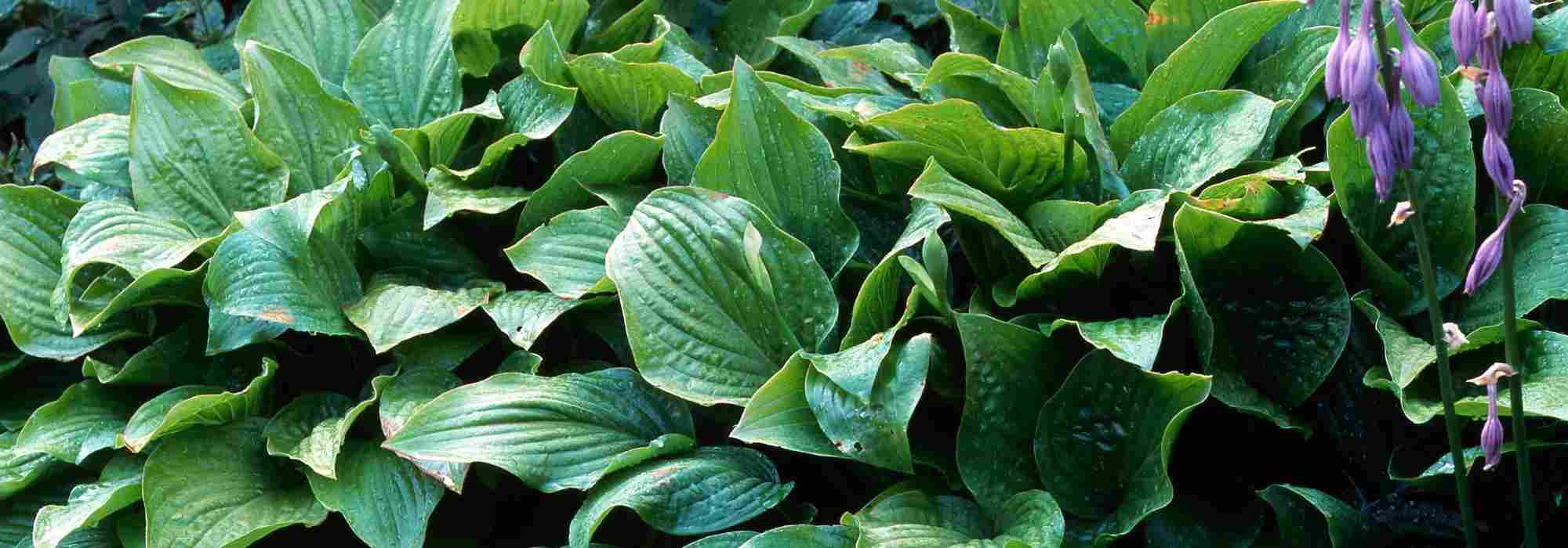 Hostas: valores seguros
