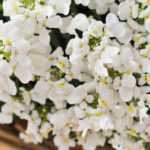 Cultivar un Iberis en maceta