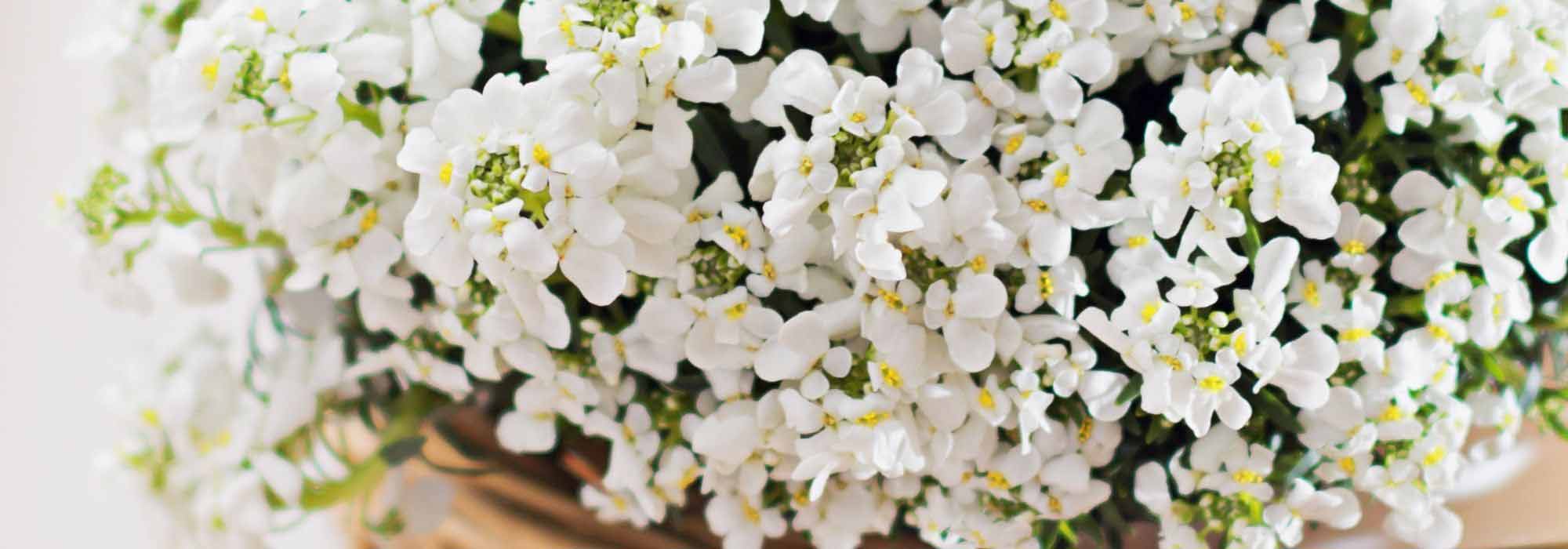 Cultivar un Iberis en maceta