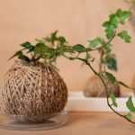 ¿Cómo hacer un kokedama de hiedra?