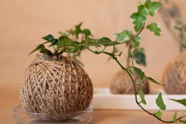 ¿Cómo hacer un kokedama de hiedra?