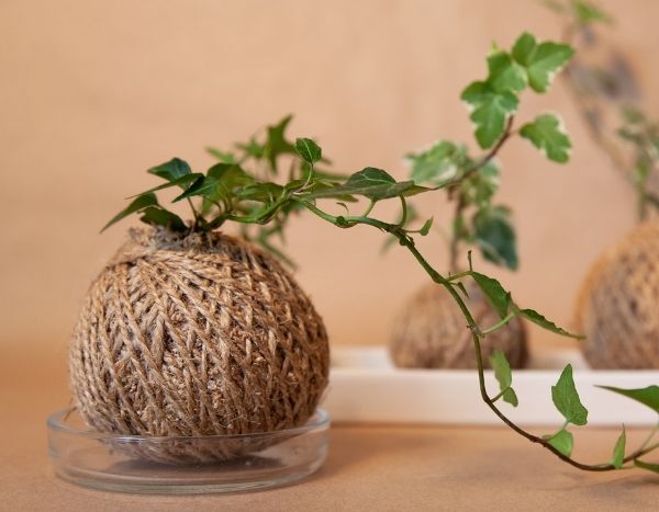 ¿Cómo hacer un kokedama de hiedra?