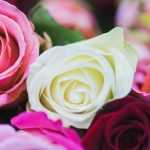 El lenguaje de las rosas