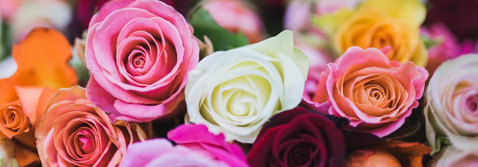 El lenguaje de las rosas