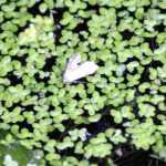 ¿Cómo combatir las lentejas de agua?