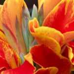 Bulbos de verano para una maceta