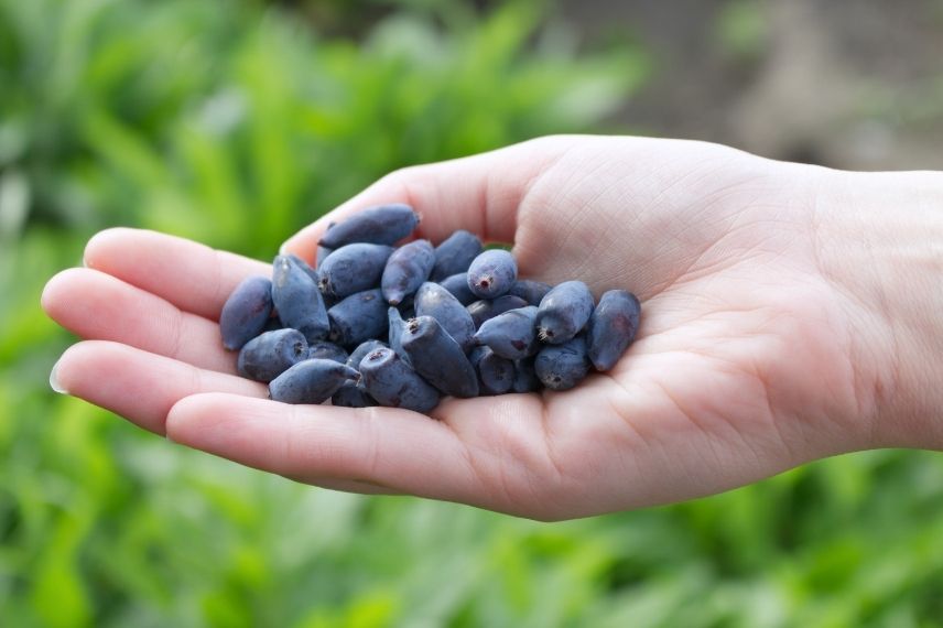 Lonicera kamtschatica, baya de mayo