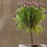 Formar una Lavandín sobre tallo