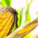 10 maíz para cultivar en el Huerto