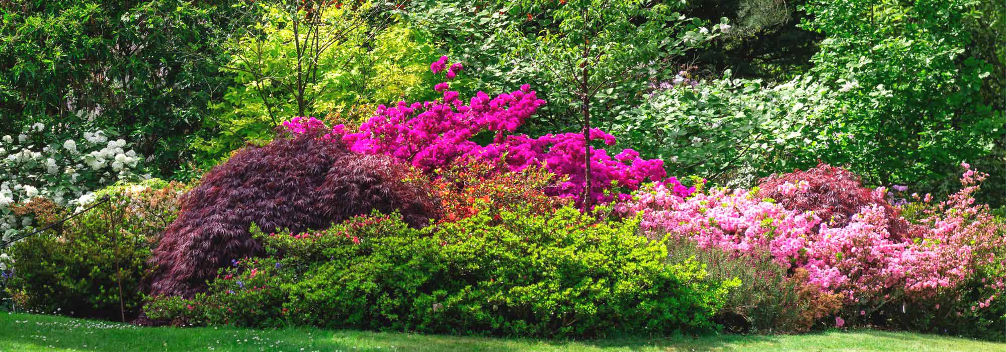 ¿Cómo crear un bonito macizo de arbustos?