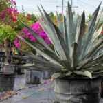 Las medidas utilizadas en vivero: ¿Cómo orientarse?