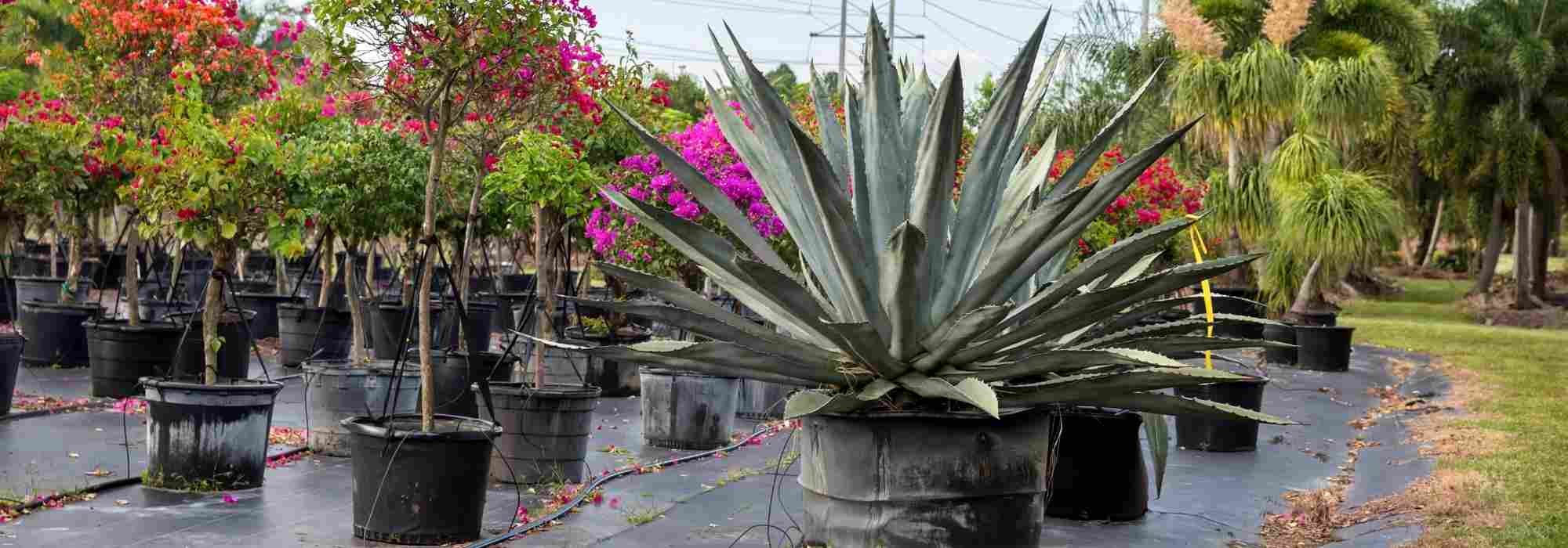 Las medidas utilizadas en vivero: ¿Cómo orientarse?