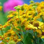 Multiplicar los Helenio