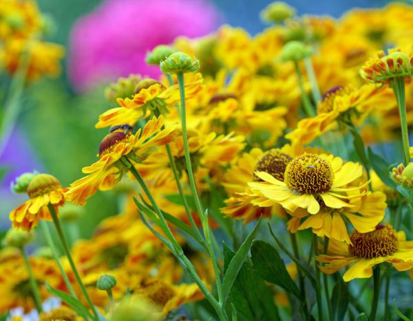 Multiplicar los Helenio