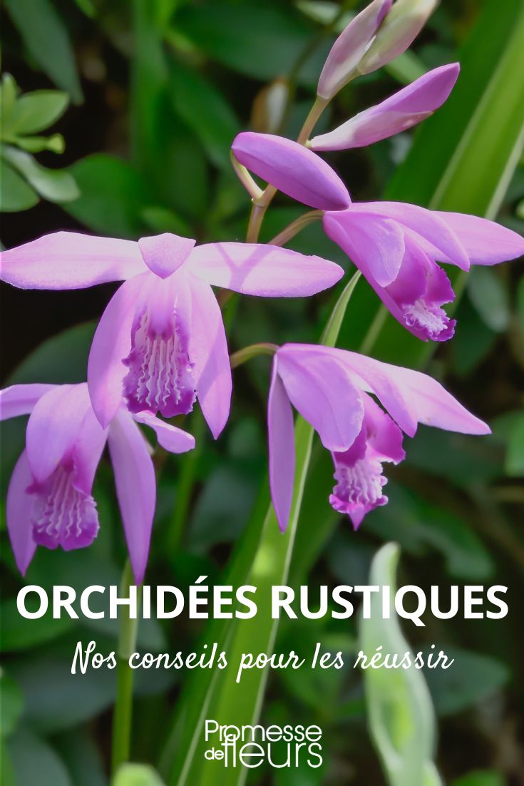 nuestros consejos para cultivar con éxito orquídeas resistentes