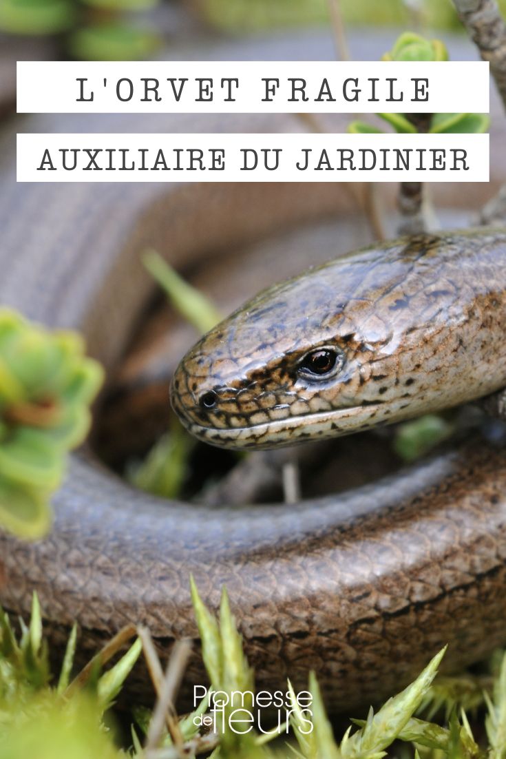 # Lagarto ágil, lo que debes saber

## Características del lagarto ágil
El lagarto ágil (Anguis fragilis) es un reptil inofensivo que a menudo se confunde con una serpiente. Sin embargo, pertenece a la familia de los lagartos y posee varias particularidades:

- Cuerpo alargado sin patas (puede medir hasta 50 cm)
- Piel lisa con escamas brillantes
- Coloración variable: gris, marrón o cobrizo
- Capaz de autotomía (puede desprenderse de la cola para escapar)

## Hábitat y comportamiento
Prefiere:
- Zonas herbosas y húmedas
- Bosques claros y setos
- Jardines con escondites (pilas de leña, piedras)

Es:
- Diurno y tímido
- Útil para el jardín (come babosas, caracoles e insectos)
- Ovovivíparo (las crías nacen vivas)

## Cómo protegerlo en tu jardín
Para favorecer su presencia:
1. Mantén zonas de vegetación densa
2. Crea refugios con piedras o troncos
3. Evita el uso de pesticidas
4. No lo molestes si lo encuentras

## Mitos y realidades
❌ Mito: Es venenoso → Falso, es completamente inofensivo
✅ Realidad: Es una especie protegida en muchos países

Este discreto aliado del jardinero merece nuestra protección por su papel beneficioso en el ecosistema.
