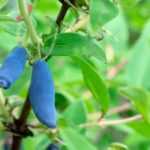 Frutos del bosque en suelos arcillosos