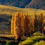 Álamo - Populus: plantar, cultivar y cuidar