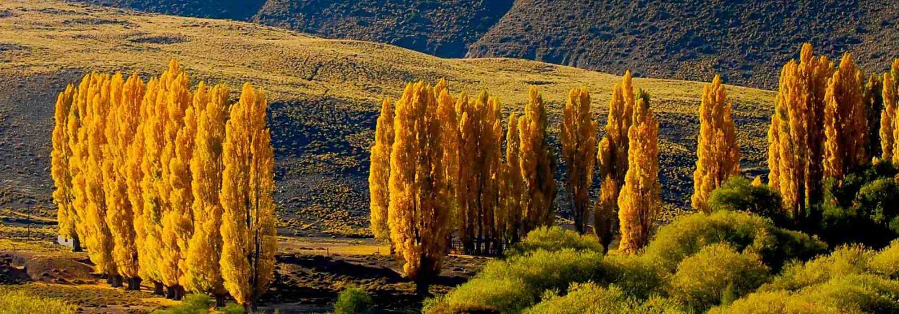 Álamo - Populus: plantar, cultivar y cuidar
