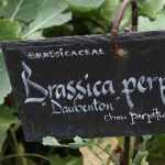 ¿Cómo hacer un huerto perpetuo?