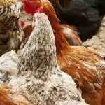 Las razas de gallinas más apreciadas para tener en el gallinero