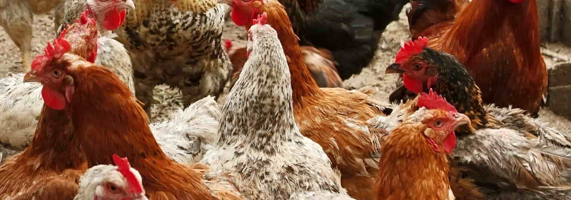 Las razas de gallinas más apreciadas para tener en el gallinero