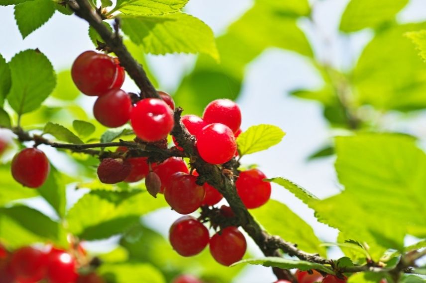 Ragouminer - Prunus tomentosa  

(Traducción al español:)

Ragouminero - Prunus tomentosa  

(Nota: "Ragouminer" es el nombre común en francés para esta especie, mientras que en español se suele utilizar "Cerezo de pelo" o "Cerezo tomentoso", aunque "Ragouminero" podría ser una adaptación si se desea mantener cierta similitud con el original. En contextos botánicos profesionales, se recomienda usar el nombre científico "Prunus tomentosa" junto al nombre común local.)  

Ejemplo de uso en texto:  
"El Ragouminero (Prunus tomentosa) es un pequeño árbol frutal ornamental, apreciado por sus flores primaverales y frutos rojos comestibles."  

→ "El Cerezo de pelo (Prunus tomentosa) es un pequeño árbol frutal ornamental, apreciado por sus flores primaverales y frutos rojos comestibles."  

(Opcional, si se prefiere mantener el nombre francés como exotismo: "El Ragouminero (Prunus tomentosa), también conocido como cerezo tomentoso...")  

¿Necesitas que adapte esta traducción a un contexto específico (blog de jardinería, catálogo de vivero, etc.)?