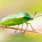 Las chinches en el jardín