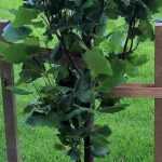 ¿Cómo enderezar un árbol después de una tormenta?