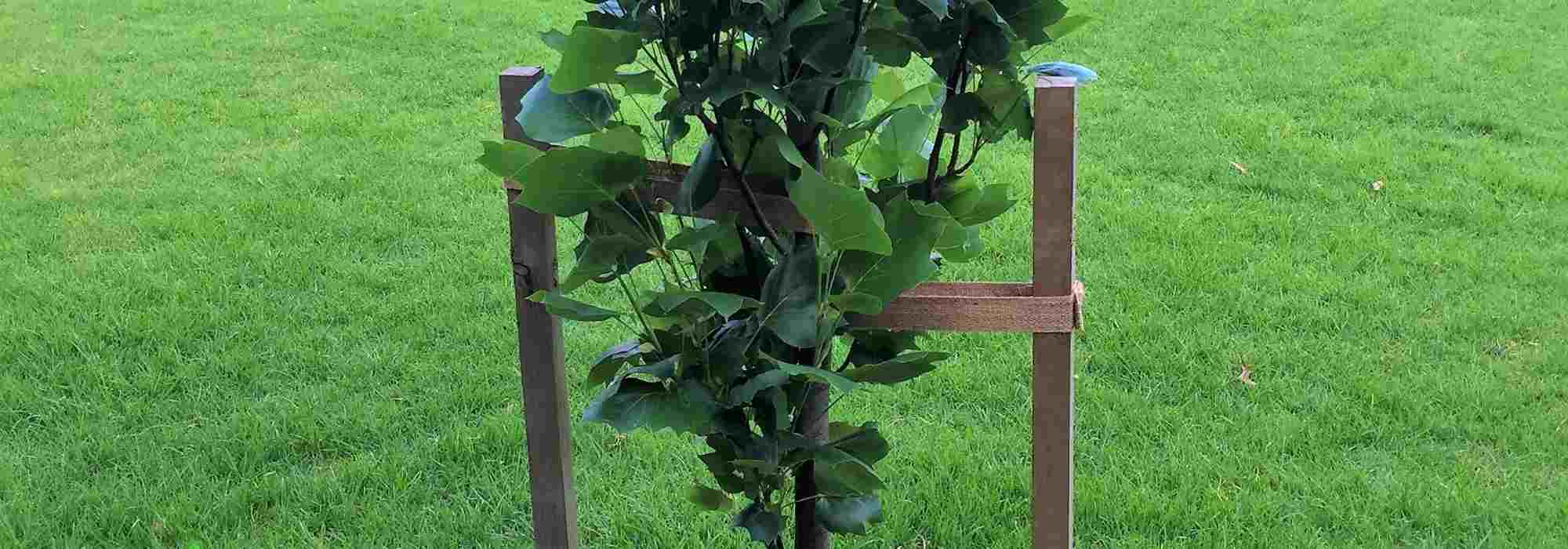 ¿Cómo enderezar un árbol después de una tormenta?