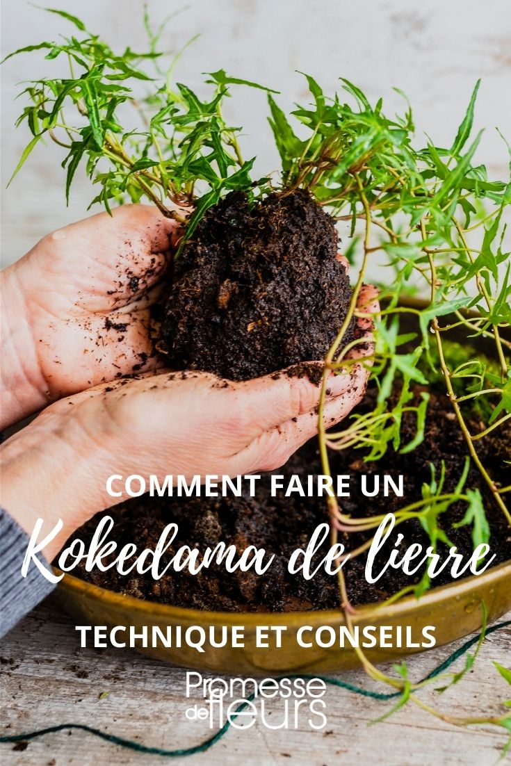 tutorial de kokedama de hiedra