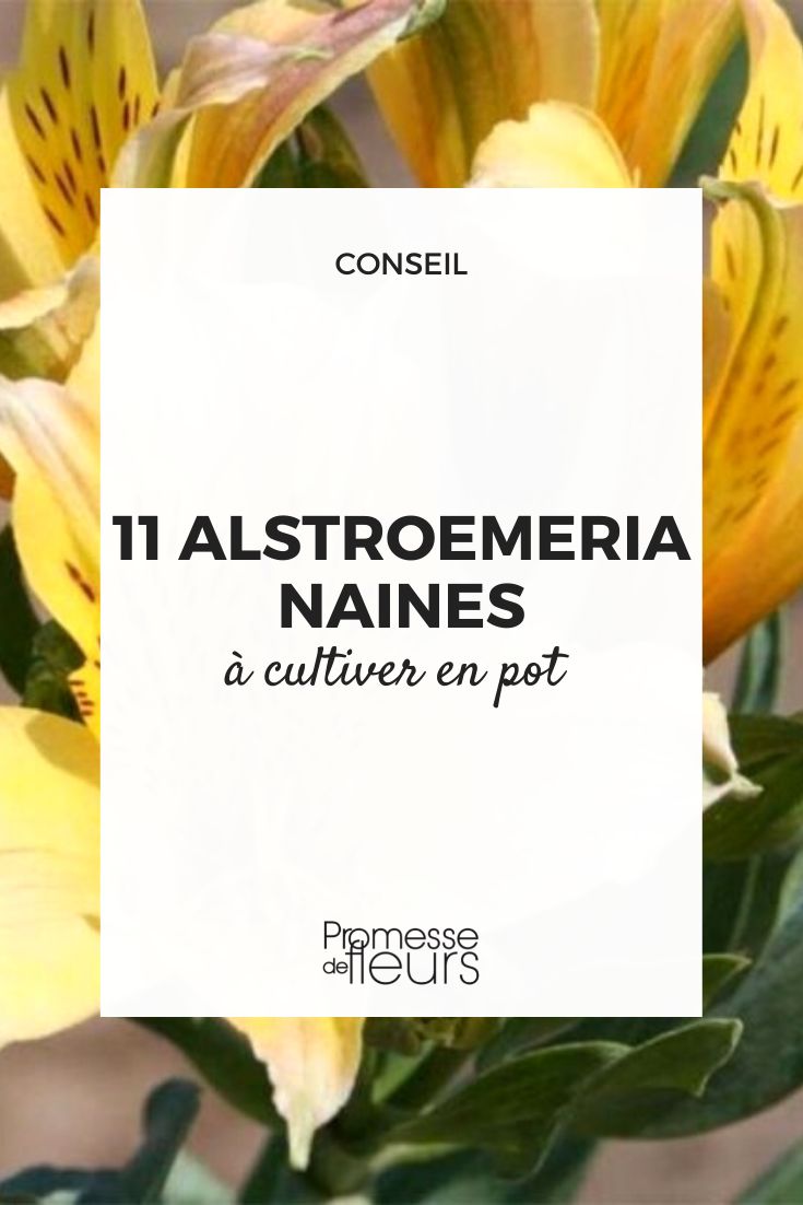 Pequeños Lirios de los Incas para macetas y contenedores