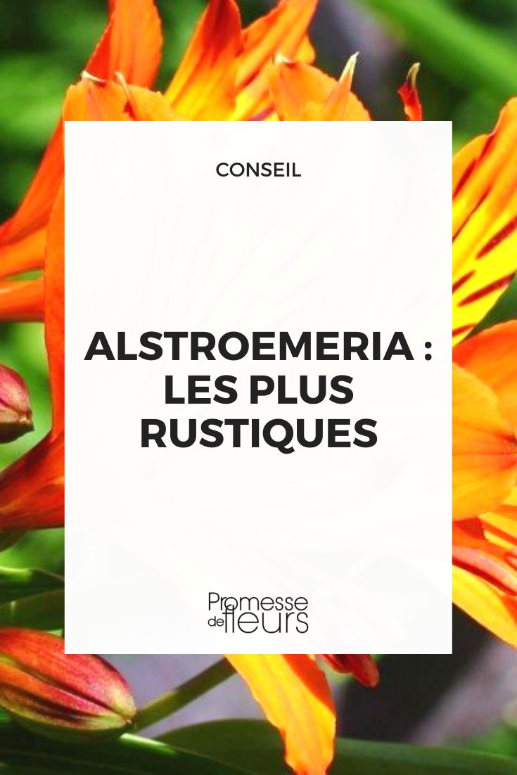 Alstroemerias resistentes al frío