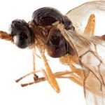 Insecto auxiliar en el jardín: Aphidius